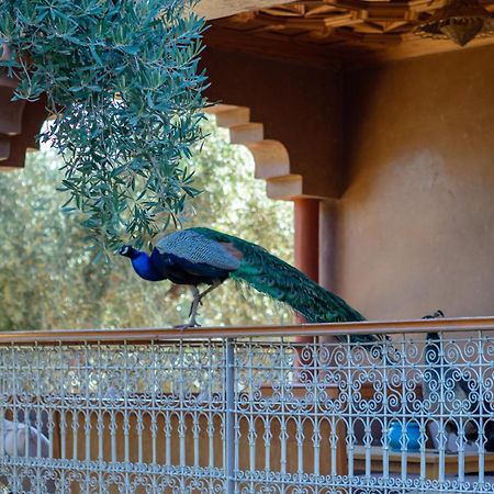 Ferme Sidi Safou & Spa Marrakesh Bagian luar foto