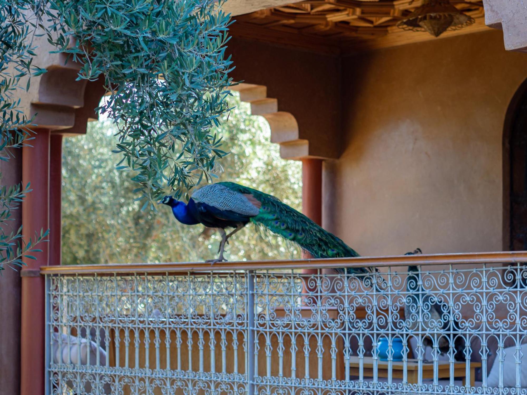 Ferme Sidi Safou & Spa Marrakesh Bagian luar foto
