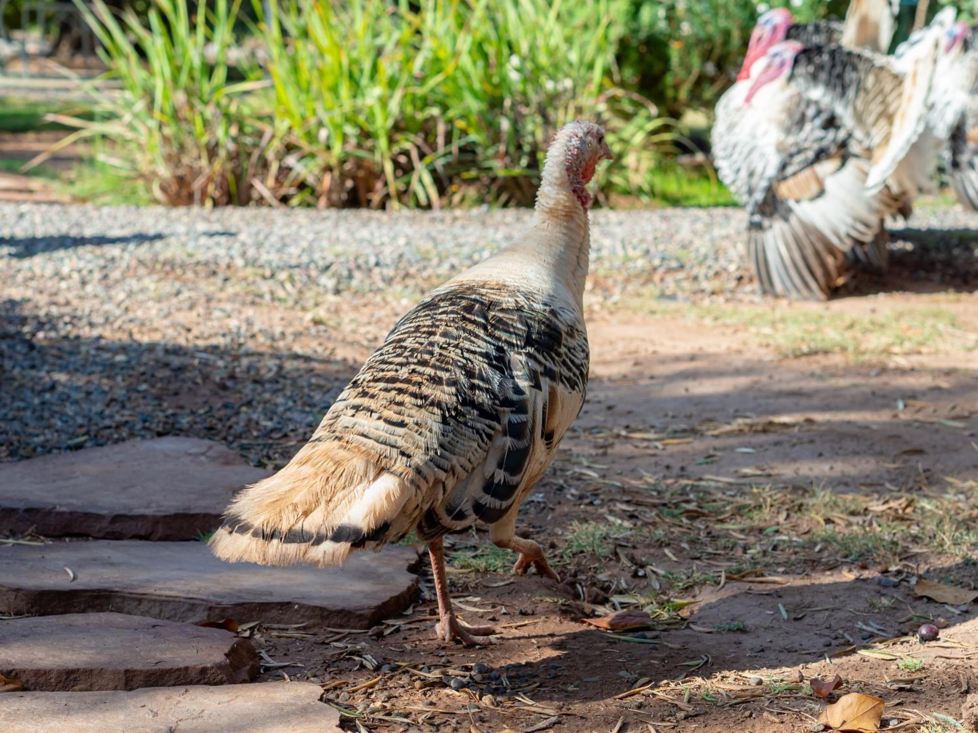 Ferme Sidi Safou & Spa Marrakesh Bagian luar foto