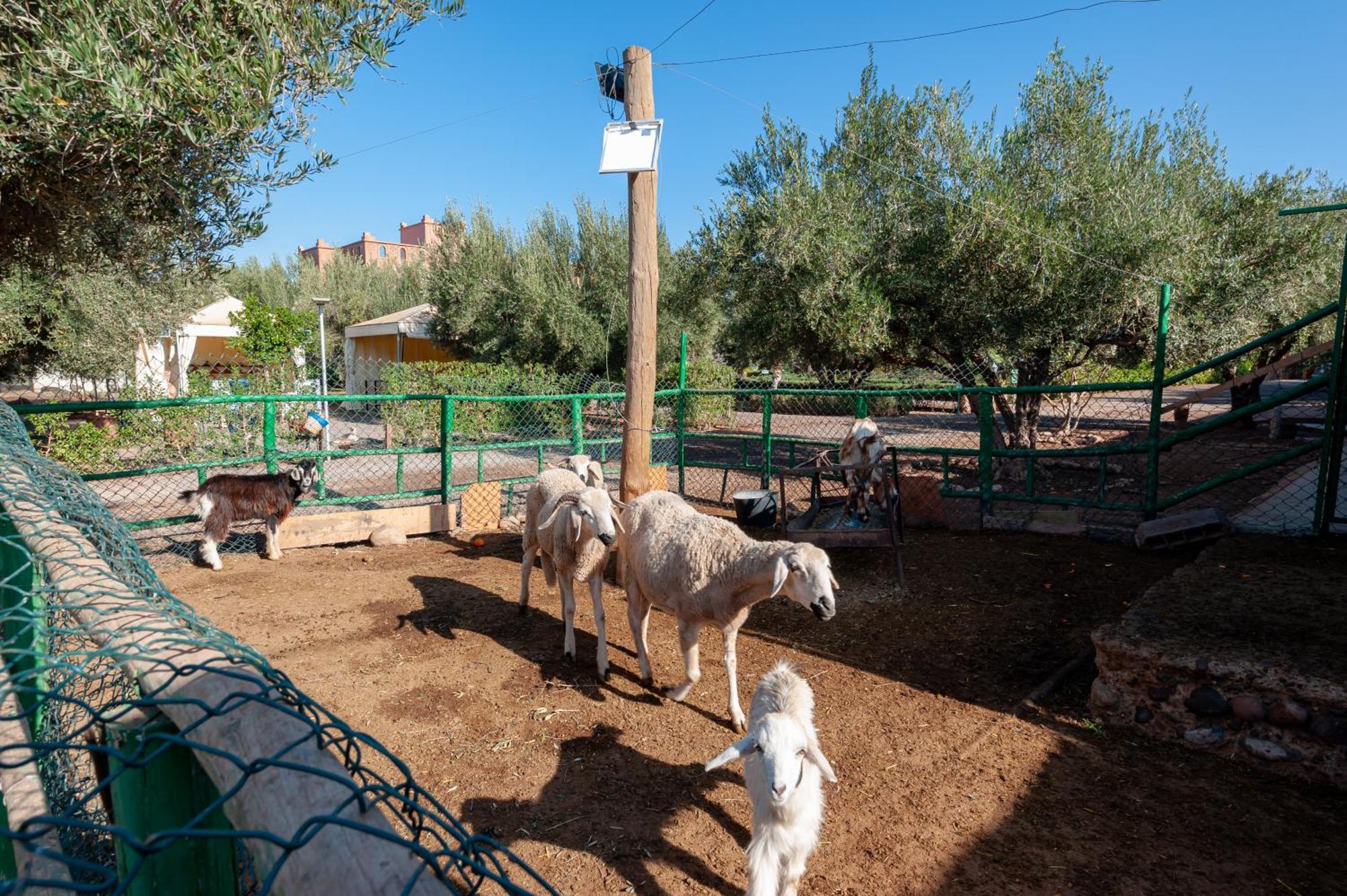 Ferme Sidi Safou & Spa Villa Marrakesh Bagian luar foto