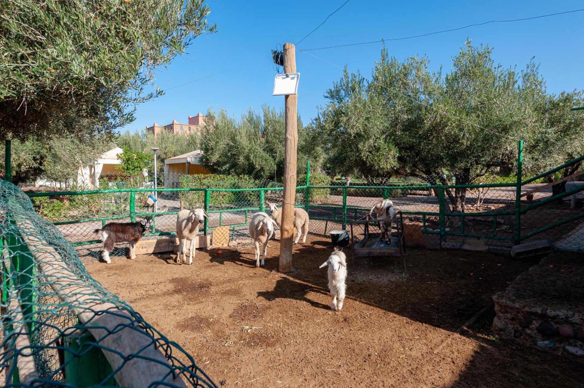 Ferme Sidi Safou & Spa Villa Marrakesh Bagian luar foto