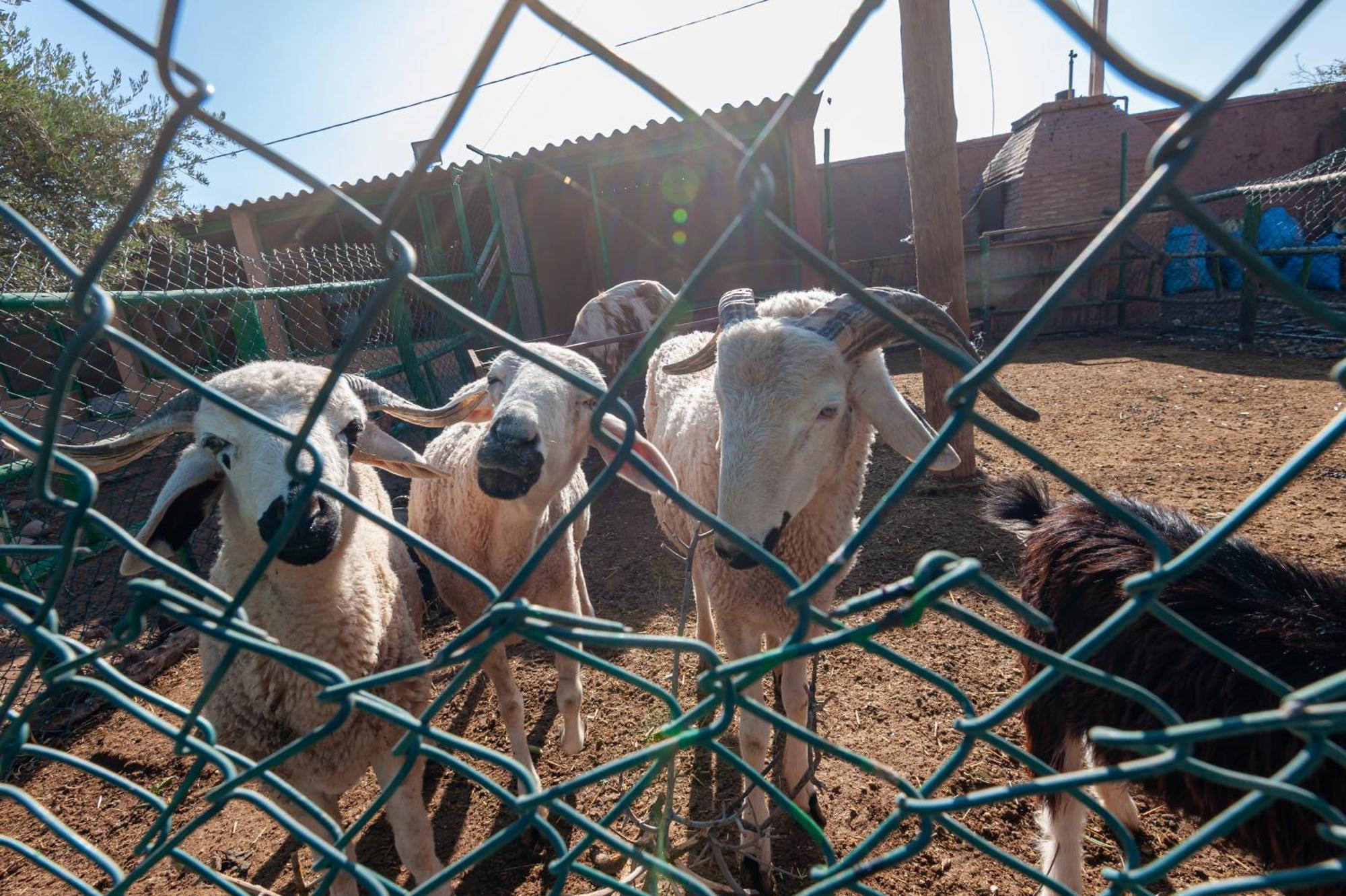 Ferme Sidi Safou & Spa Marrakesh Bagian luar foto