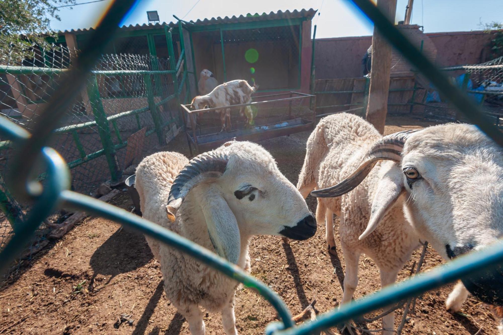 Ferme Sidi Safou & Spa Villa Marrakesh Bagian luar foto