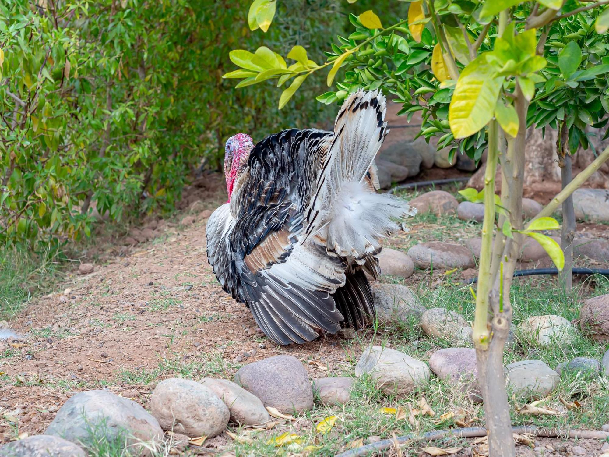 Ferme Sidi Safou & Spa Marrakesh Bagian luar foto