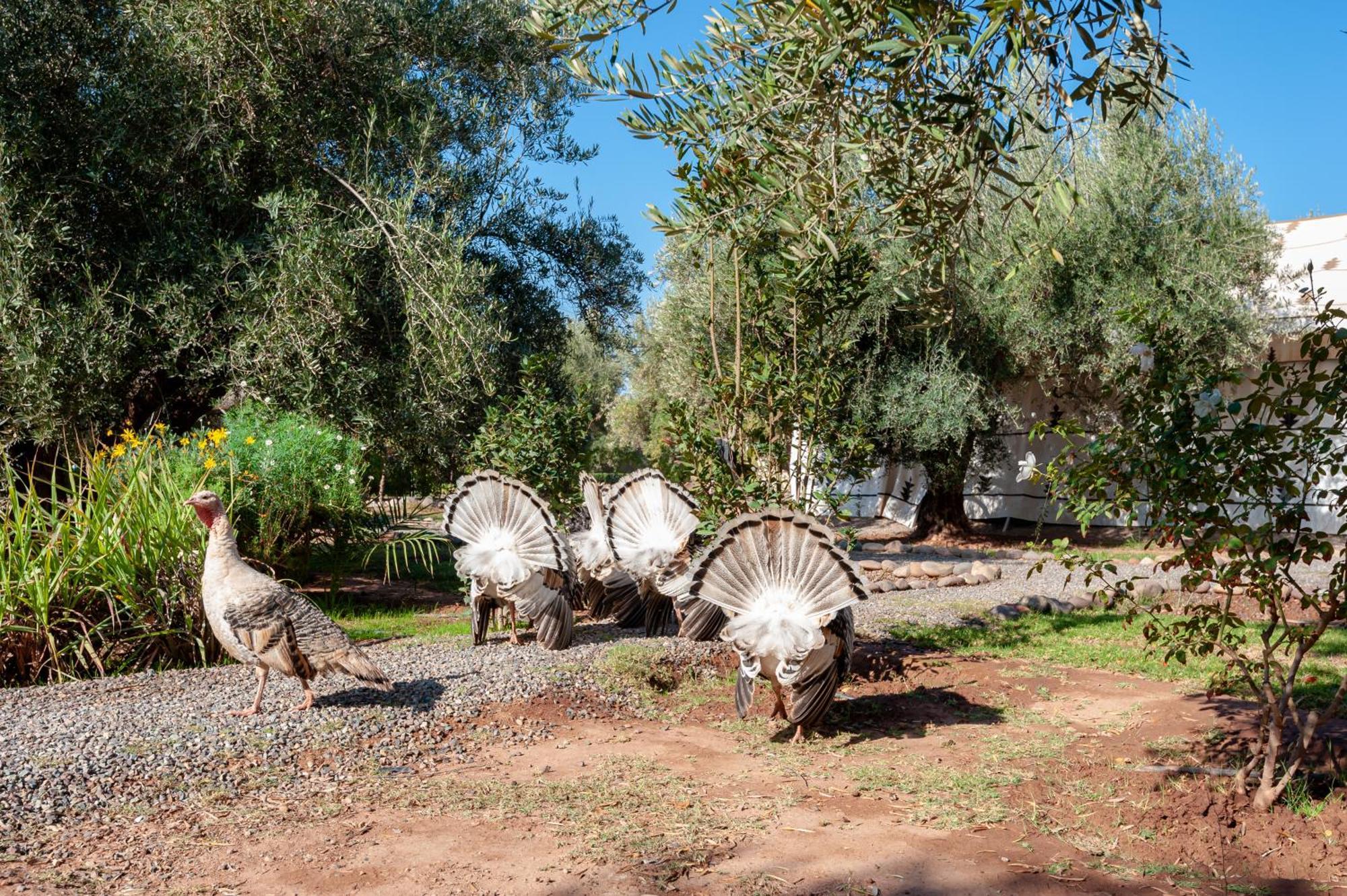 Ferme Sidi Safou & Spa Marrakesh Bagian luar foto
