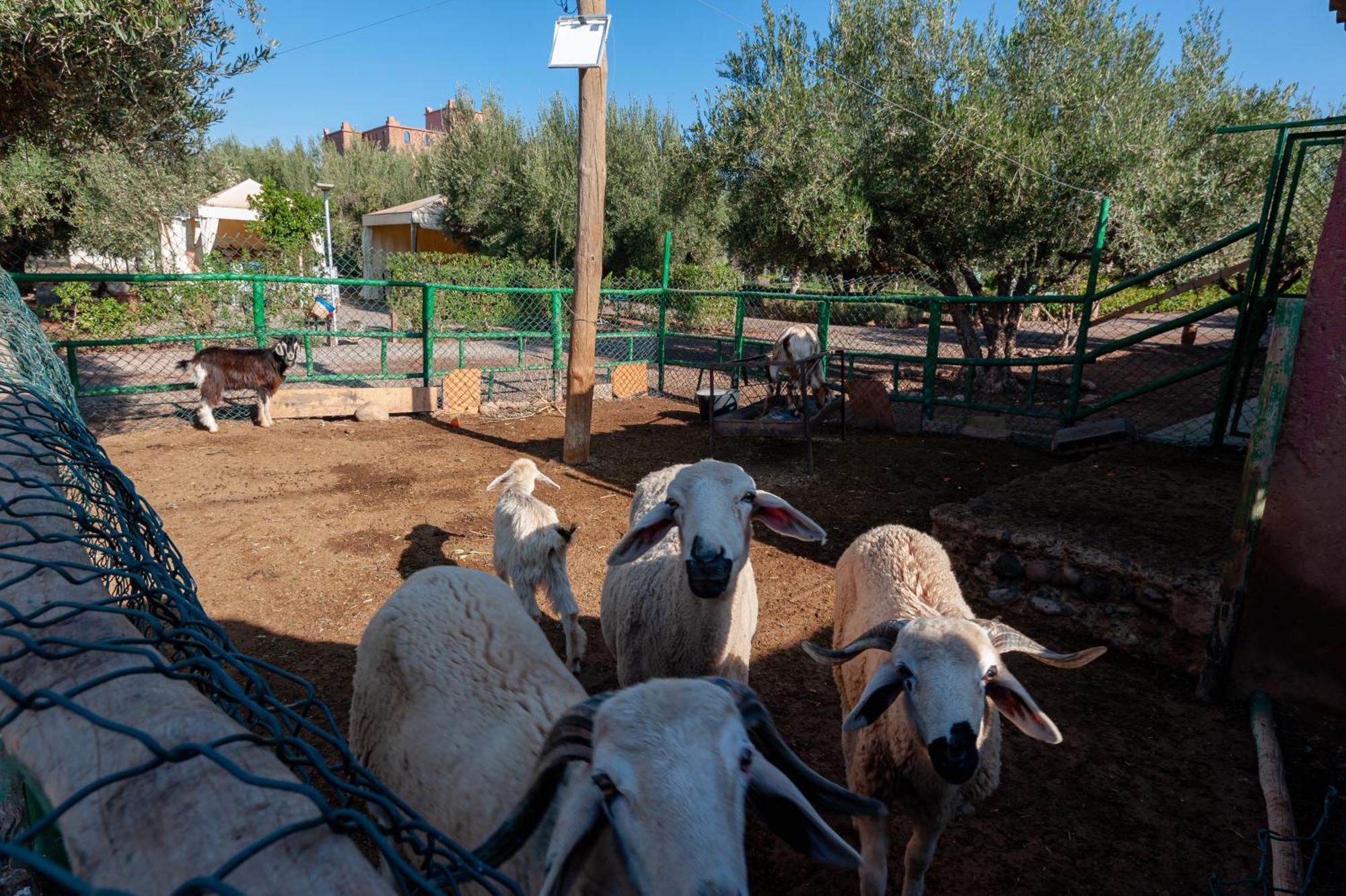 Ferme Sidi Safou & Spa Marrakesh Bagian luar foto
