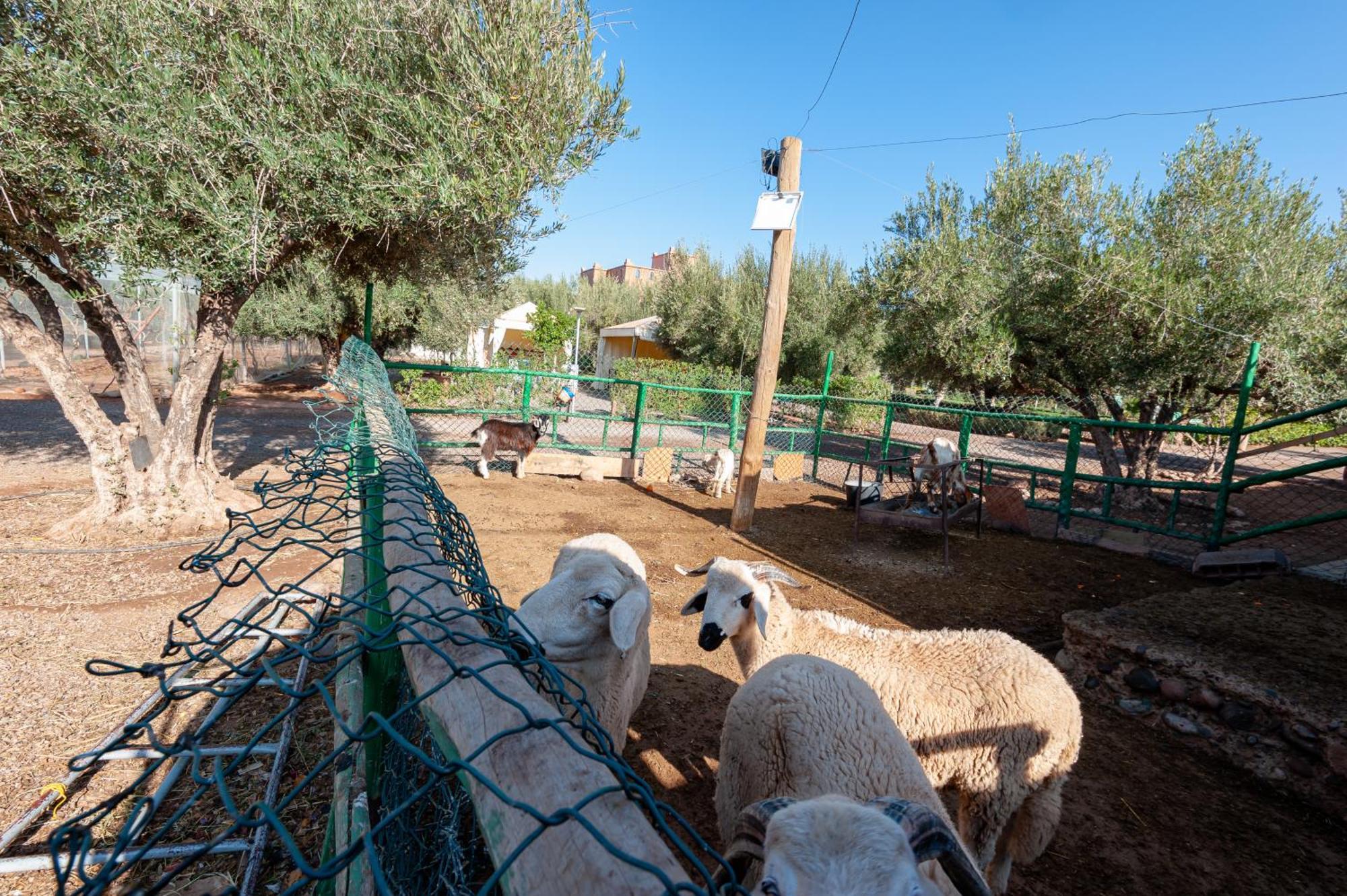 Ferme Sidi Safou & Spa Marrakesh Bagian luar foto