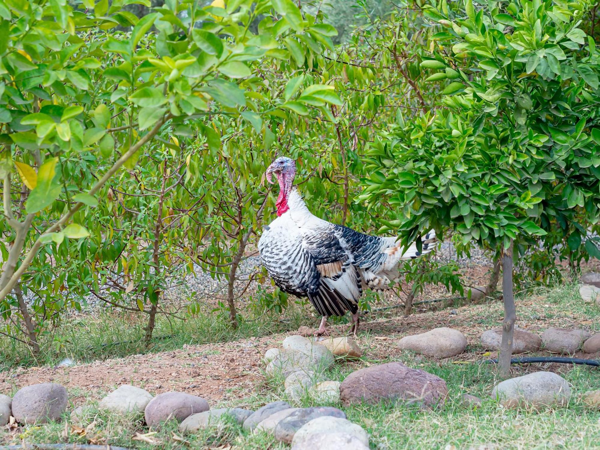 Ferme Sidi Safou & Spa Marrakesh Bagian luar foto