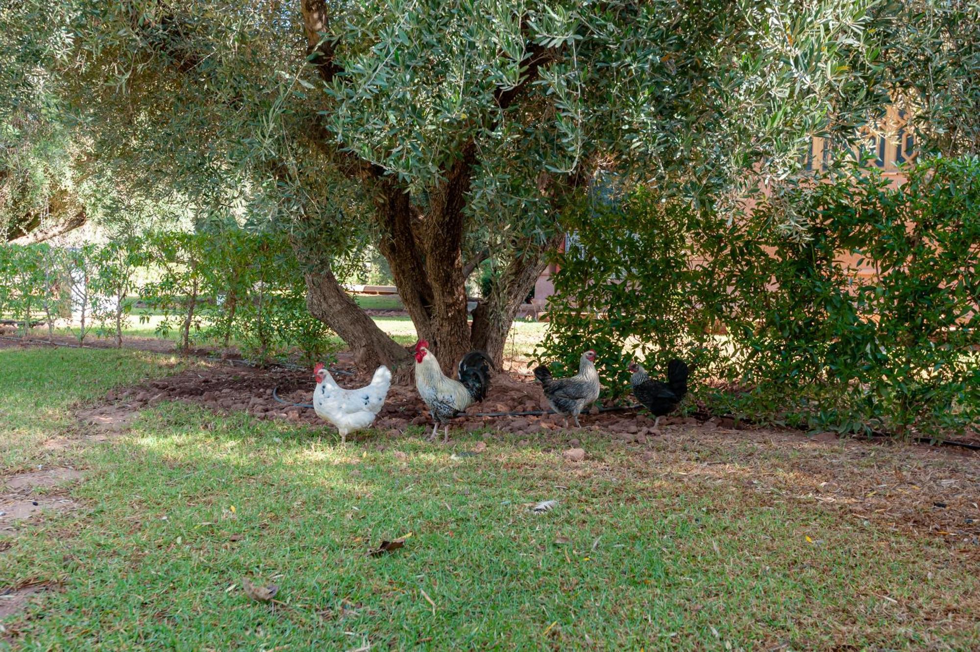 Ferme Sidi Safou & Spa Marrakesh Bagian luar foto